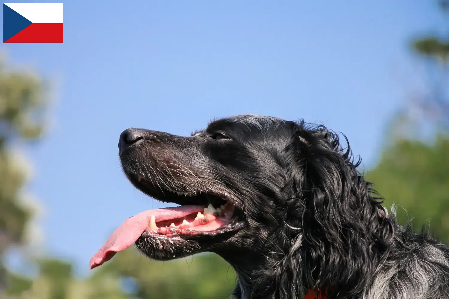 Scopri di più sull'articolo Allevatori di Epagneul Bleu de Picardie e cuccioli in Repubblica Ceca