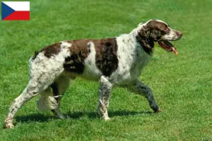 Scopri di più sull'articolo Allevatori di Épagneul français e cuccioli in Repubblica Ceca