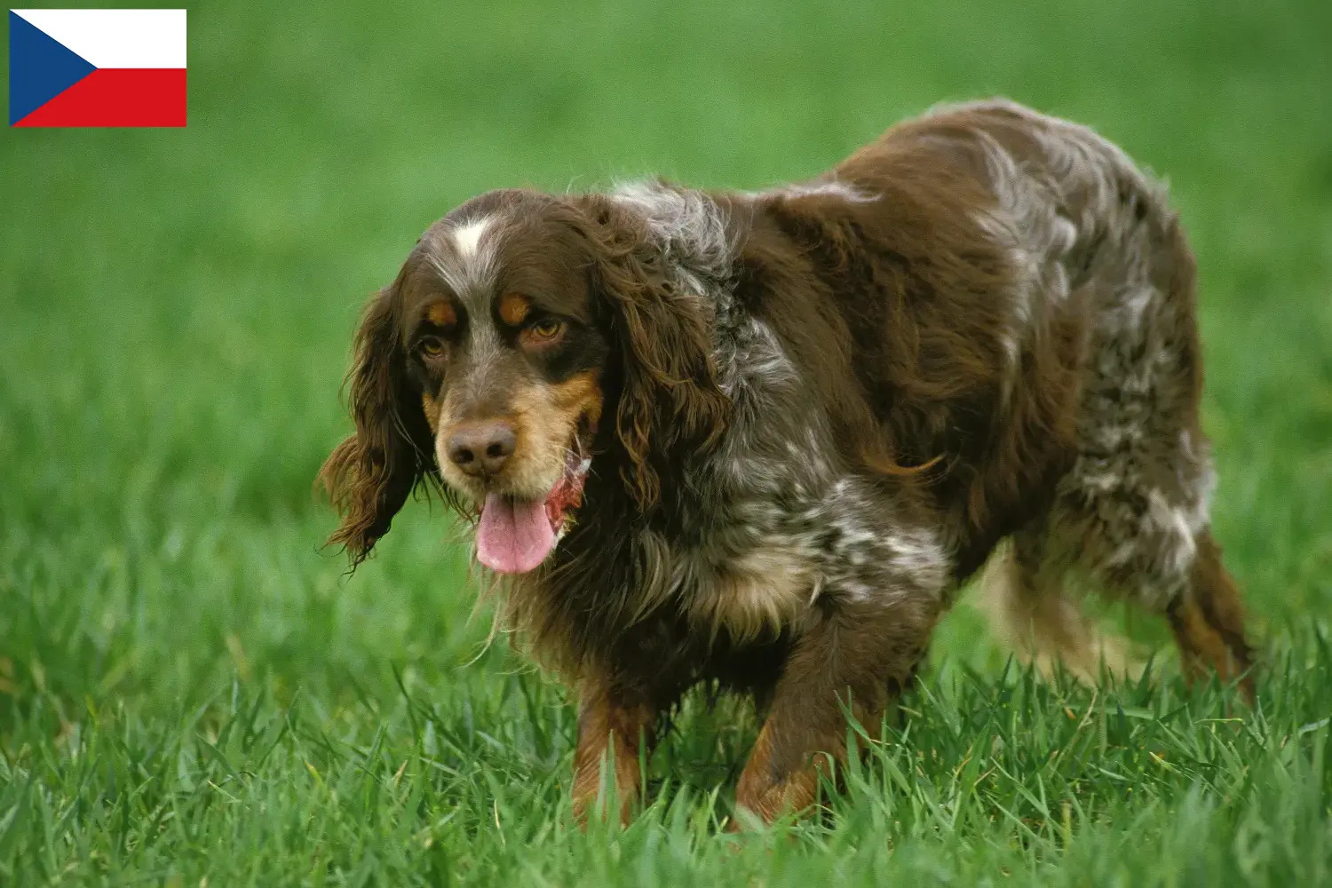 Scopri di più sull'articolo Allevatori e cuccioli di Épagneul Picard in Repubblica Ceca