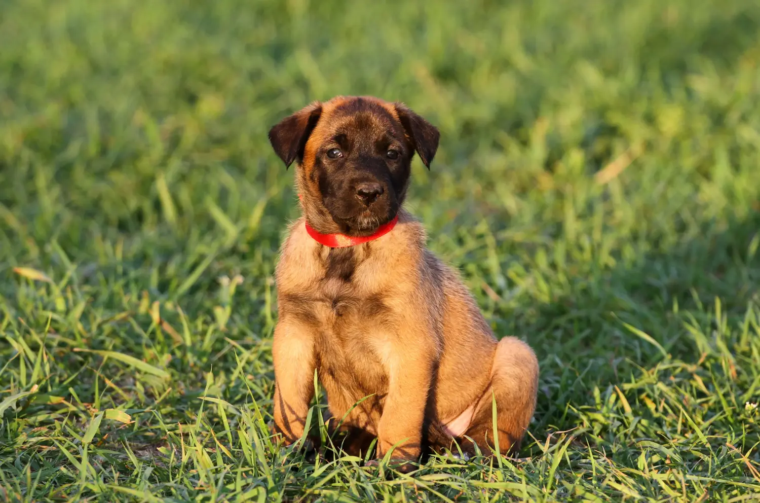Acquistare un cucciolo di Pastore Belga significa assumersi delle responsabilità! Comprare cuccioli di pastore belga.