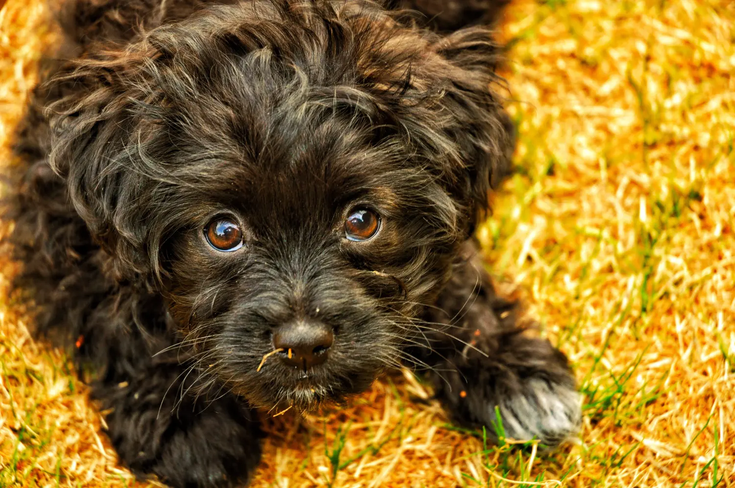 Acquistare un cucciolo di Yorkipoo significa assumersi delle responsabilità! Comprare cuccioli di Yorkipoo.