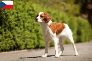 Scopri di più sull'articolo Allevatori di Epagneul Breton e cuccioli in Repubblica Ceca