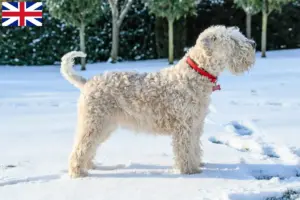 Scopri di più sull'articolo Allevatori di Soft Coated Wheaten Terrier irlandesi e cuccioli in Gran Bretagna