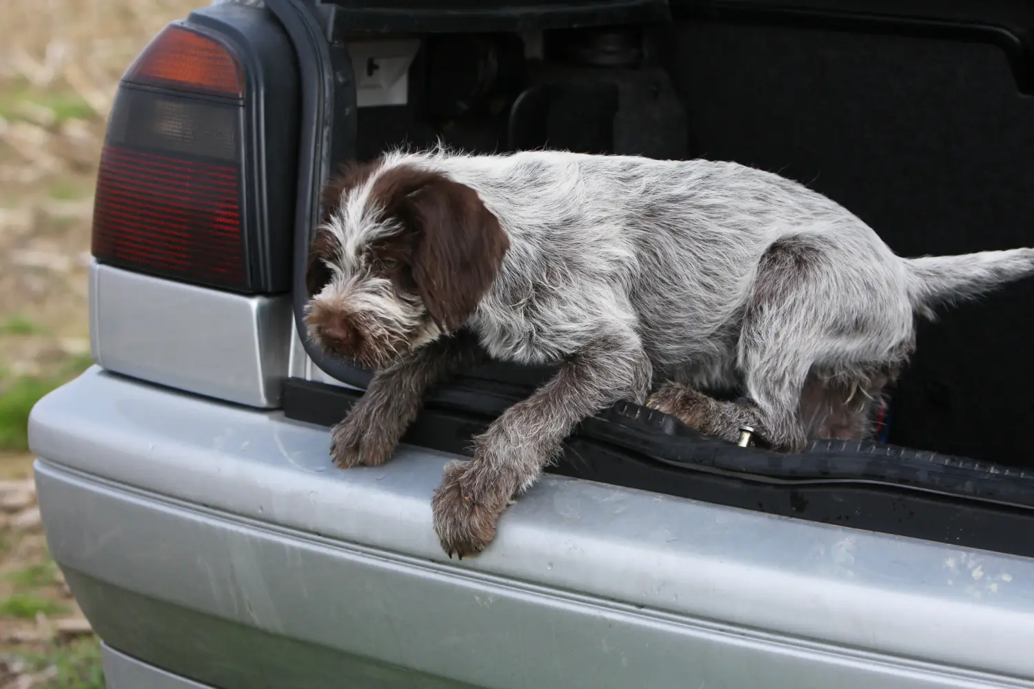 Acquistare un cucciolo di Griffon d'arrêt à poil dur significa assumersi delle responsabilità! Comprare cuccioli di Korthals Griffon.