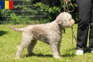 Scopri di più sull'articolo Allevatori e cuccioli di Lagotto Romagnolo in Romania