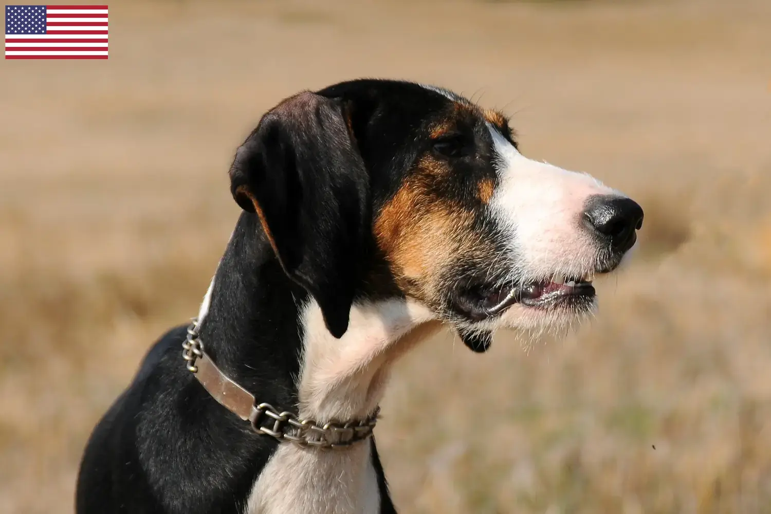 Scopri di più sull'articolo Allevatori di Segugio Maremmano e cuccioli in USA