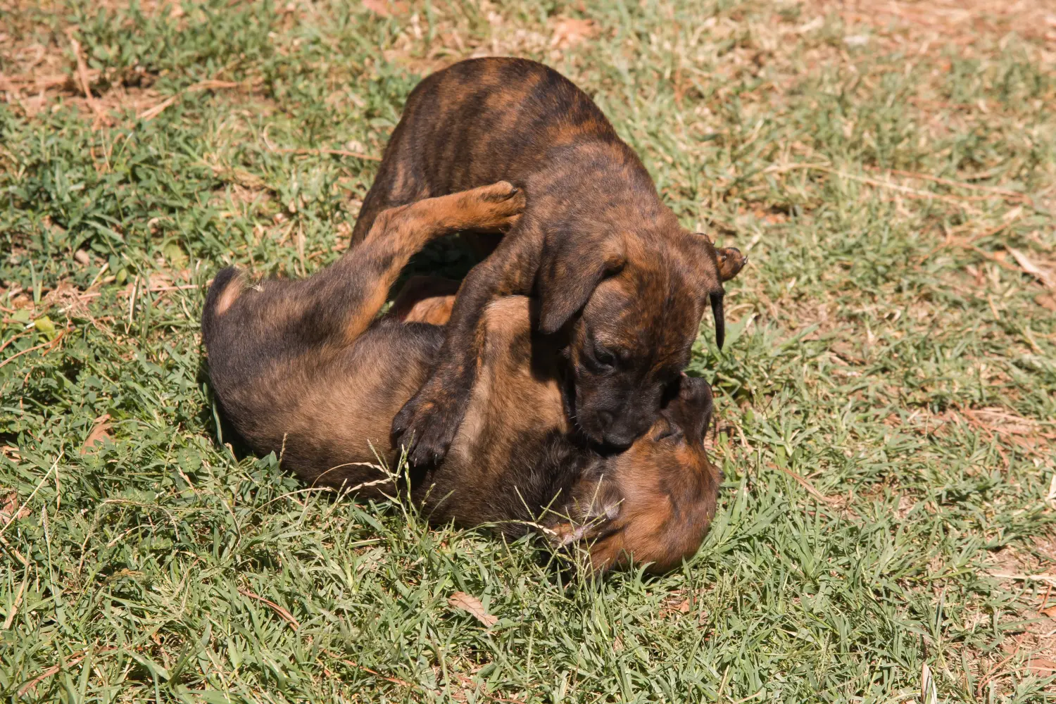 Acquistare un cucciolo di Segugio Maremmano significa assumersi delle responsabilità! Acquistare cuccioli di Segugio Maremmano.