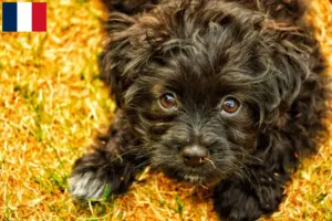 Scopri di più sull'articolo Allevatori e cuccioli di Yorkipoo in Francia