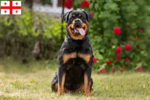 Scopri di più sull'articolo Allevatori di Rottweiler e cuccioli in Georgia