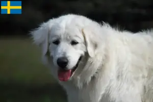 Scopri di più sull'articolo Allevatori di Slovensky Cuvac e cuccioli in Svezia