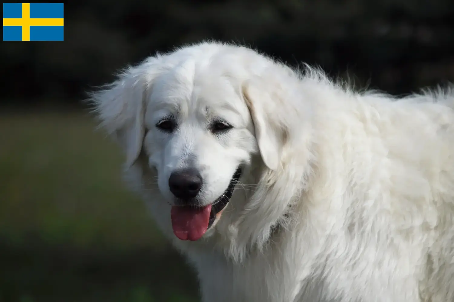 Slovensky Cuvac cuccioli e allevatori Svezia Trova qui gli allevatori di Slovensky Cuvacs in Svezia.