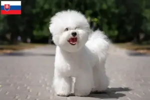 Scopri di più sull'articolo Allevatori di Bichon Frisé e cuccioli in Slovacchia