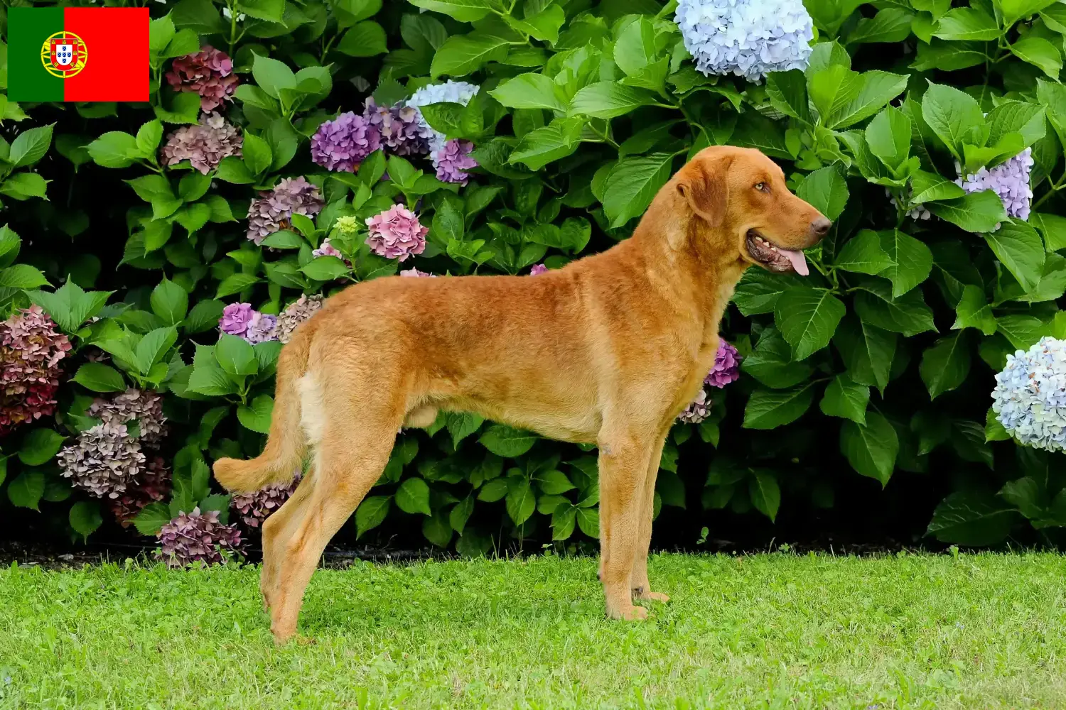 Scopri di più sull'articolo Allevatori di Chesapeake Bay Retriever e cuccioli in Portogallo