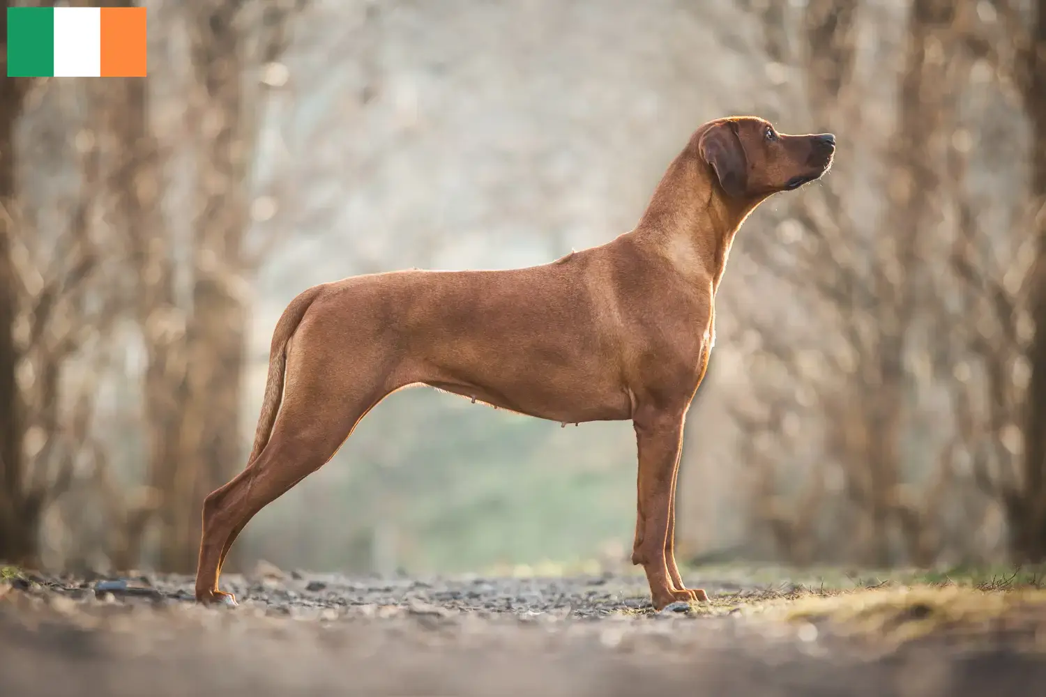 Scopri di più sull'articolo Allevatori di Rhodesian Ridgeback e cuccioli in Irlanda