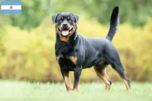 Scopri di più sull'articolo Allevatori di Rottweiler e cuccioli in Argentina