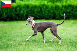 Scopri di più sull'articolo Allevatori di cagnolini italiani e cuccioli in Repubblica Ceca