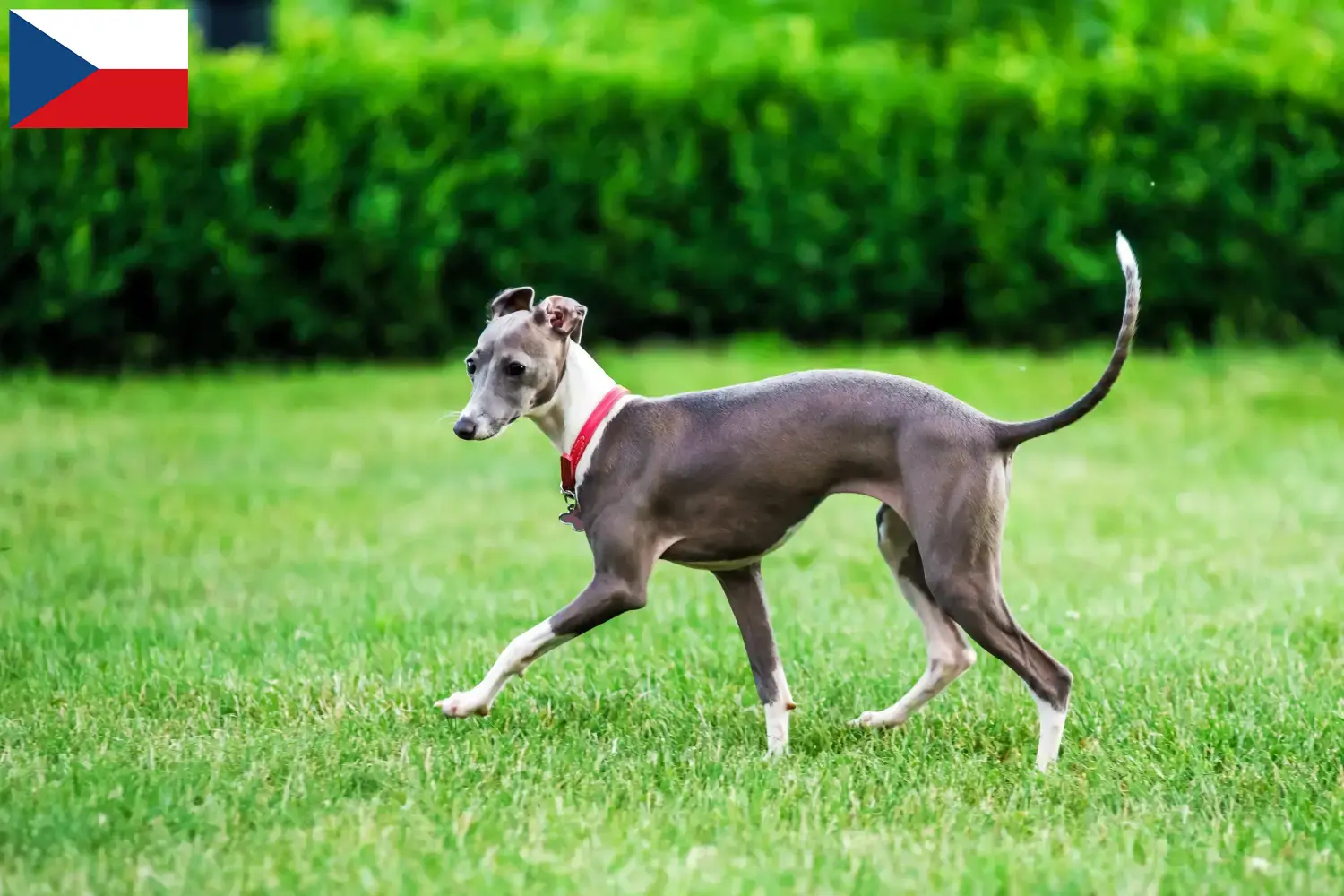 Scopri di più sull'articolo Allevatori di cagnolini italiani e cuccioli in Repubblica Ceca