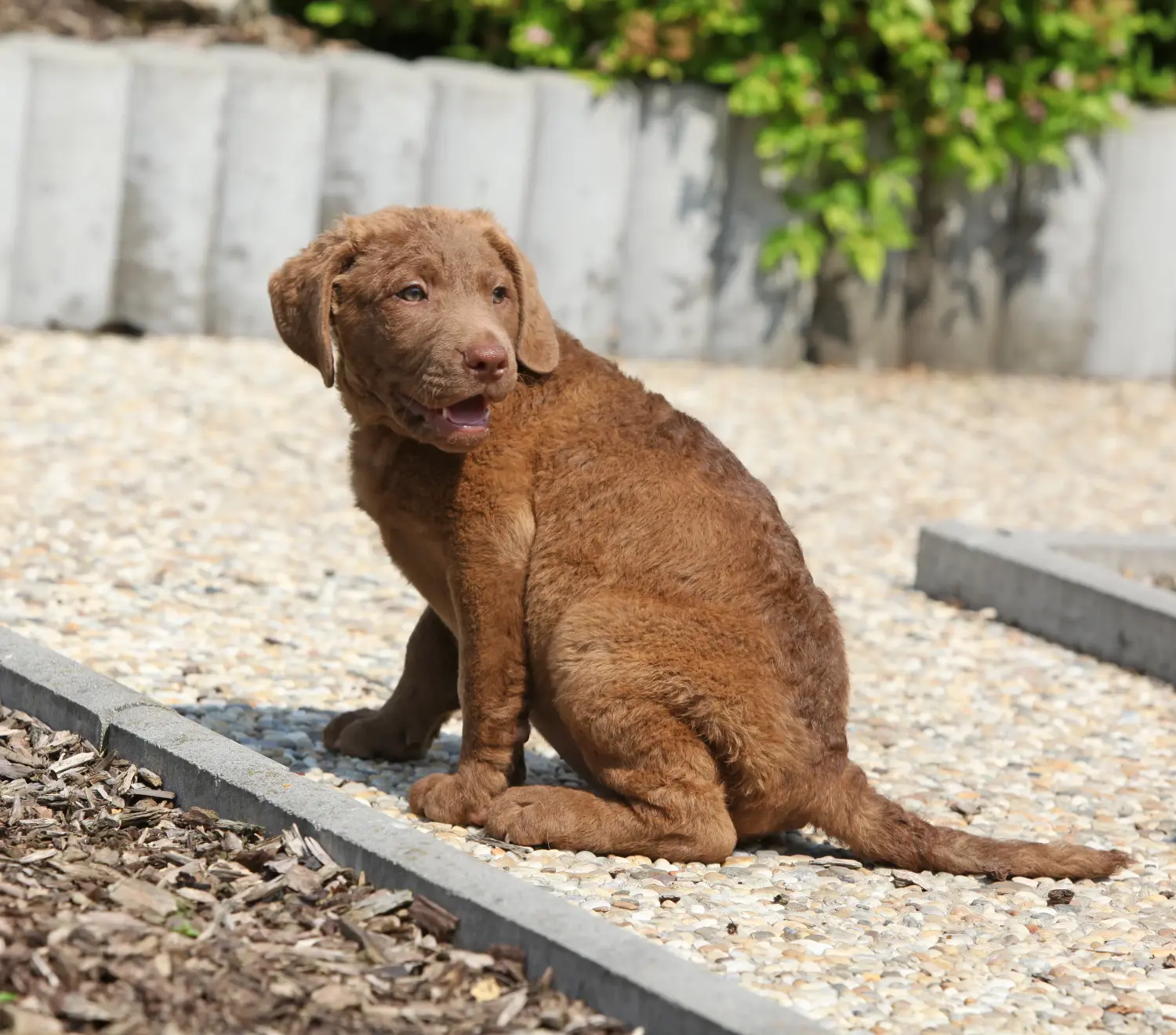 Acquistare un cucciolo di Chesapeake Bay Retriever significa assumersi delle responsabilità! Comprare cuccioli di Chesapeake Bay Retriever.