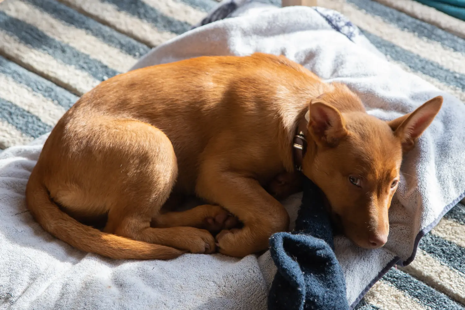 Acquistare un cucciolo di Kelpie australiano significa assumersi delle responsabilità! Comprare cuccioli di Kelpie australiano.