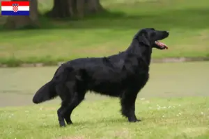 Scopri di più sull'articolo Allevatori e cuccioli di Flat Coated Retriever in Croazia