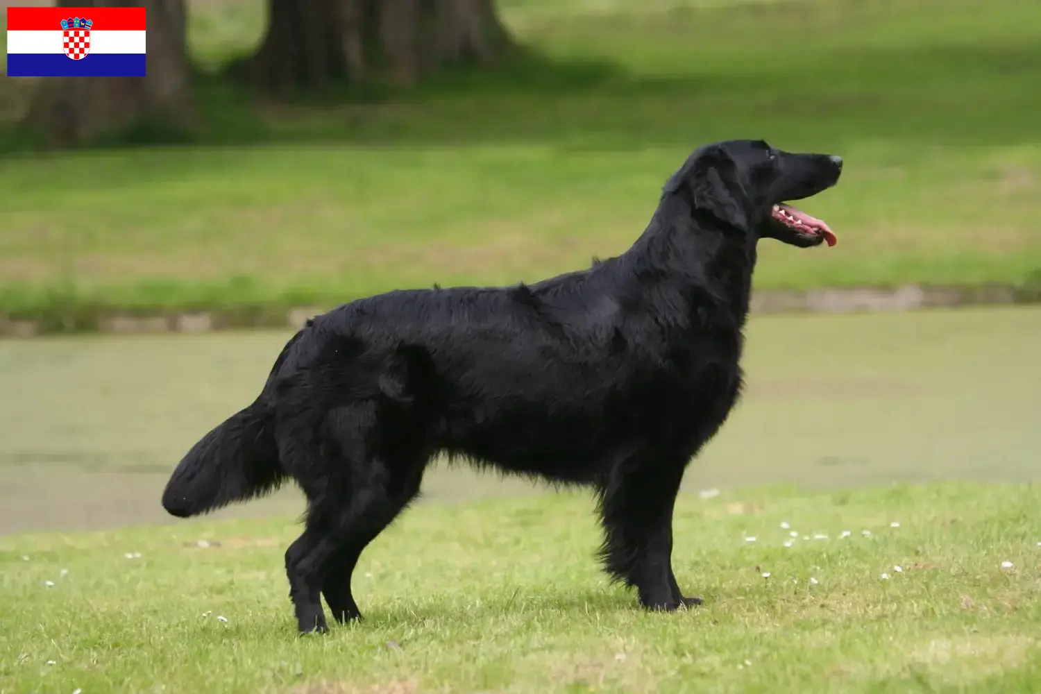 Cuccioli di Flat Coated Retriever e allevatori Croazia Qui potete trovare gli allevatori di Flat Coated Retriever in Croazia.