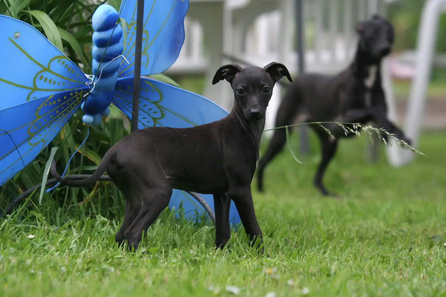 Acquistare un cucciolo di levriero italiano significa assumersi delle responsabilità! Acquistare cuccioli di cicalino italiano.
