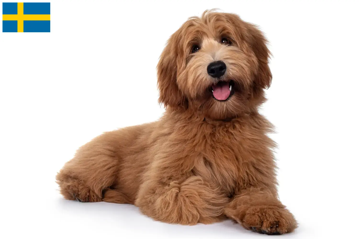 Scopri di più sull'articolo Allevatori e cuccioli di Australian Cobberdog in Svezia