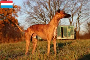 Scopri di più sull'articolo Allevatori e cuccioli di Whippet in Lussemburgo