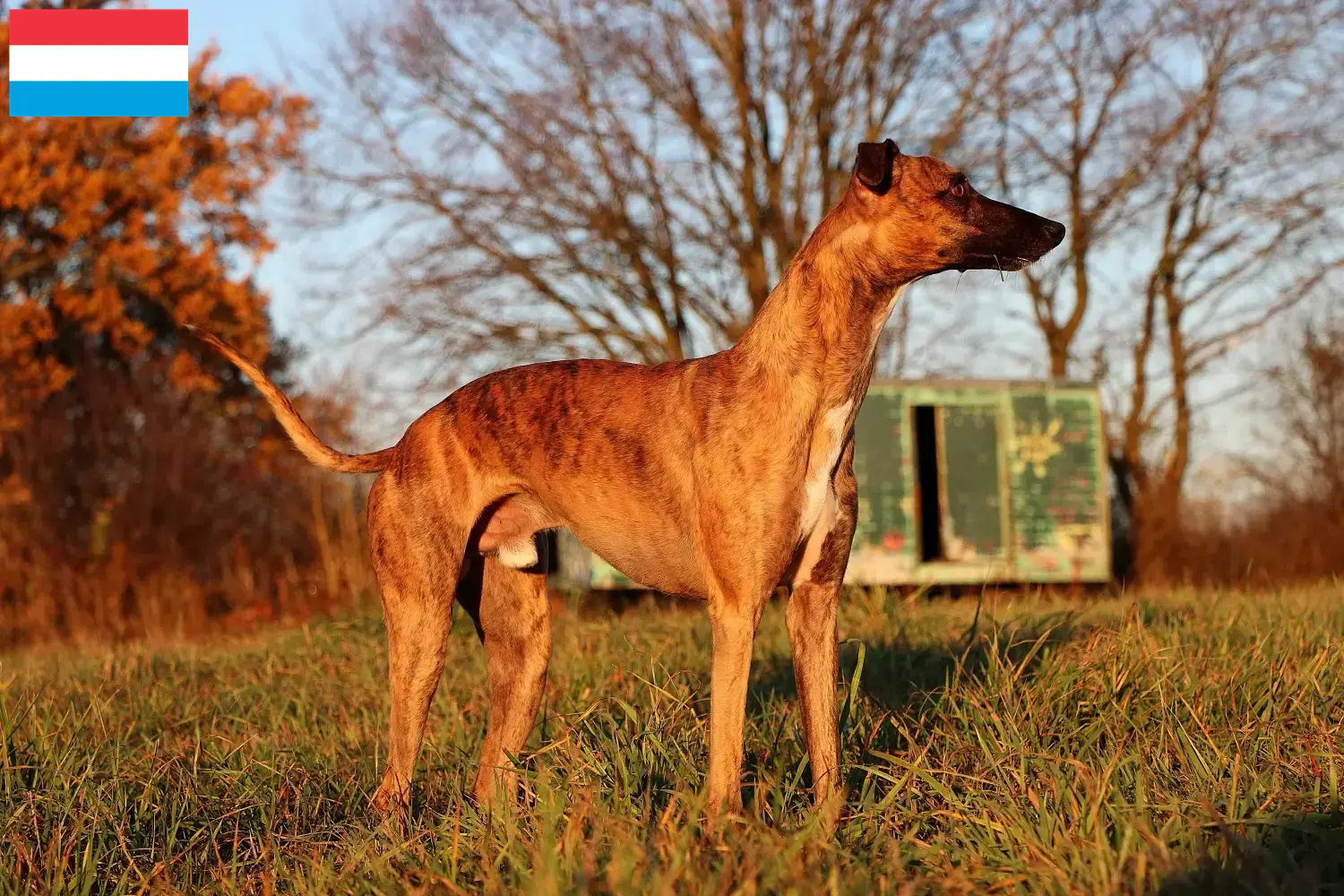 Scopri di più sull'articolo Allevatori e cuccioli di Whippet in Lussemburgo