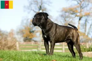 Scopri di più sull'articolo Allevatori di Cane Corso Italiano e cuccioli in Camerun