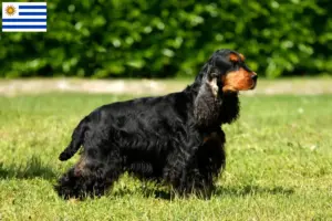 Scopri di più sull'articolo Allevatori di Cocker Spaniel Inglese e cuccioli in Uruguay