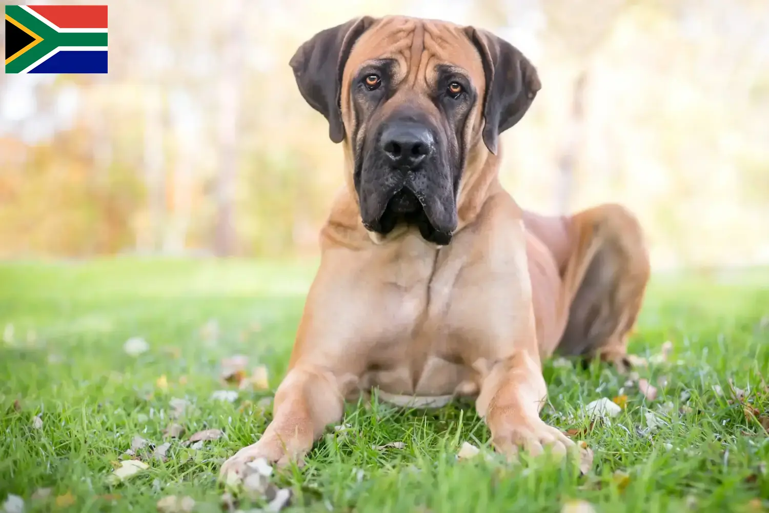 Scopri di più sull'articolo Allevatori di Boerboel e cuccioli in Sudafrica