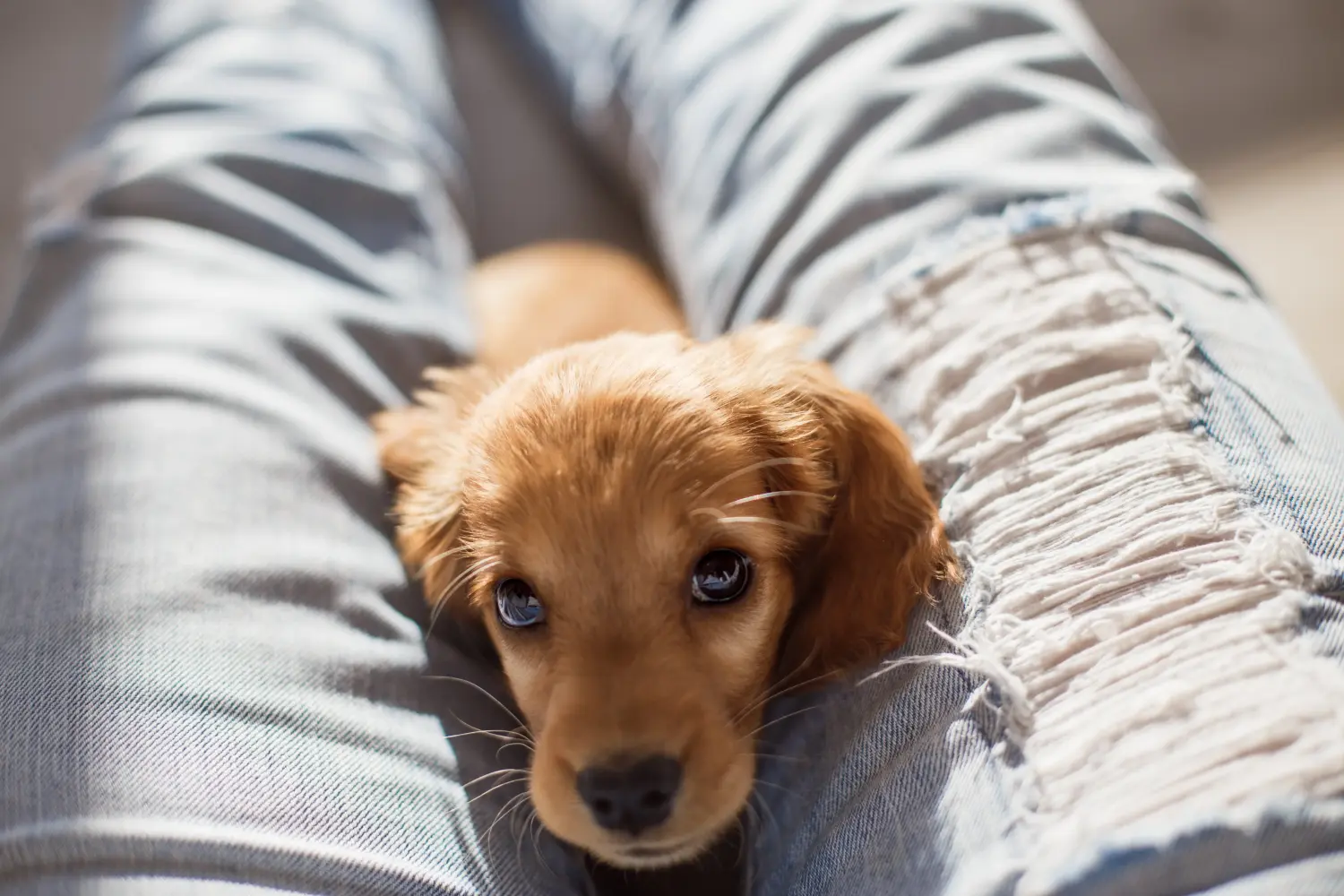 Acquistare un cucciolo di Cocker Spaniel inglese significa assumersi delle responsabilità! Comprare cuccioli di Cocker Spaniel inglese.