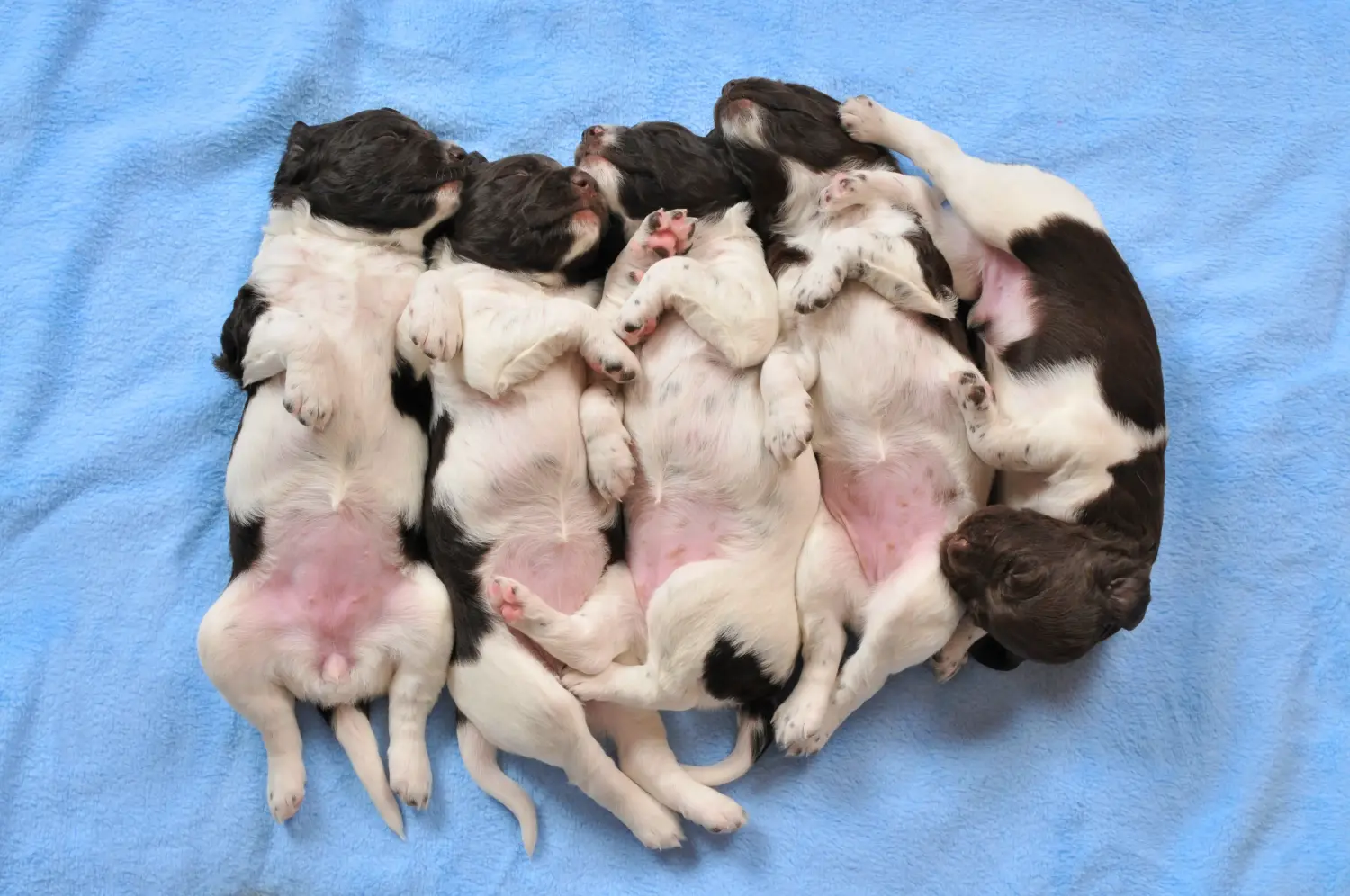 Acquistare un cucciolo di Kleiner Münsterländer significa assumersi delle responsabilità! Acquistare cuccioli di Münsterländer di piccola taglia.