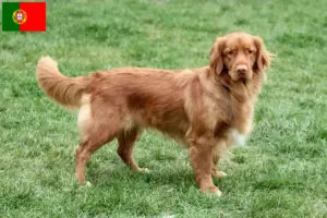 Scopri di più sull'articolo Allevatori di Duck Tolling Retriever in Nuova Scozia e cuccioli in Portogallo